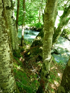 chemin vers le soi