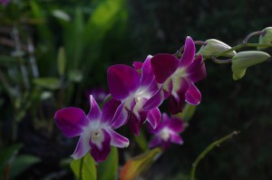IMGP1329